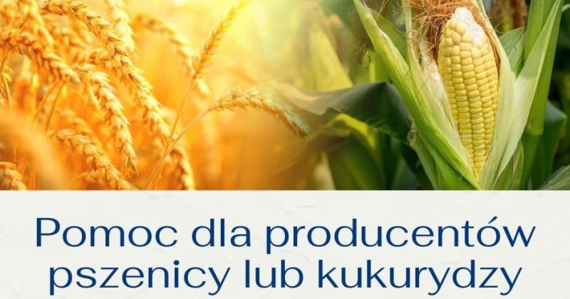 Pomoc finansowa dla producentów pszenicy lub kukurydzy, którzy ponieśli straty spowodowane agresją Federacji Rosyjskiej na Ukrainę.